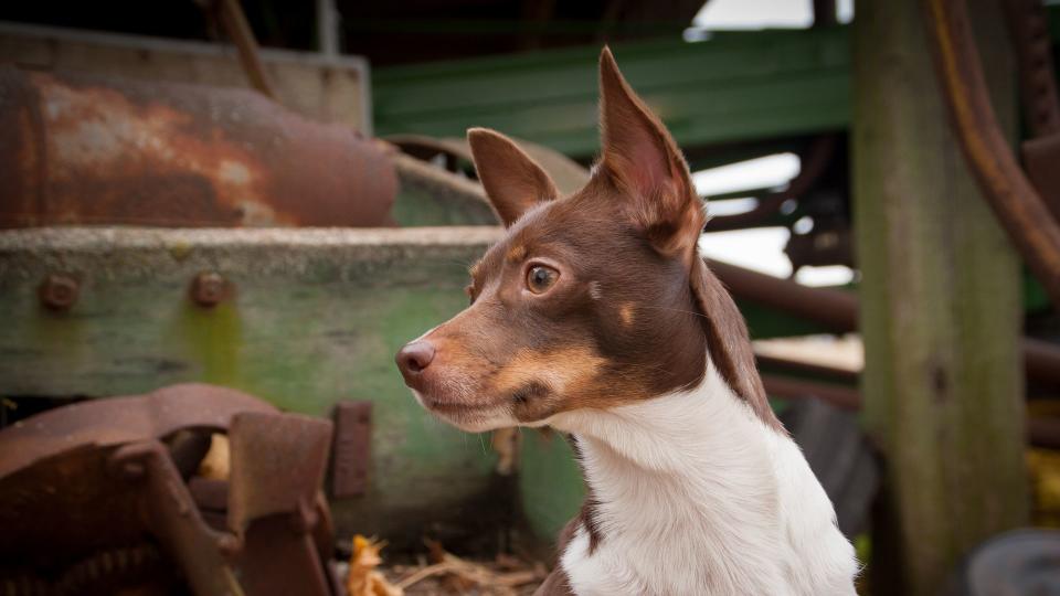 Rat terrier dog