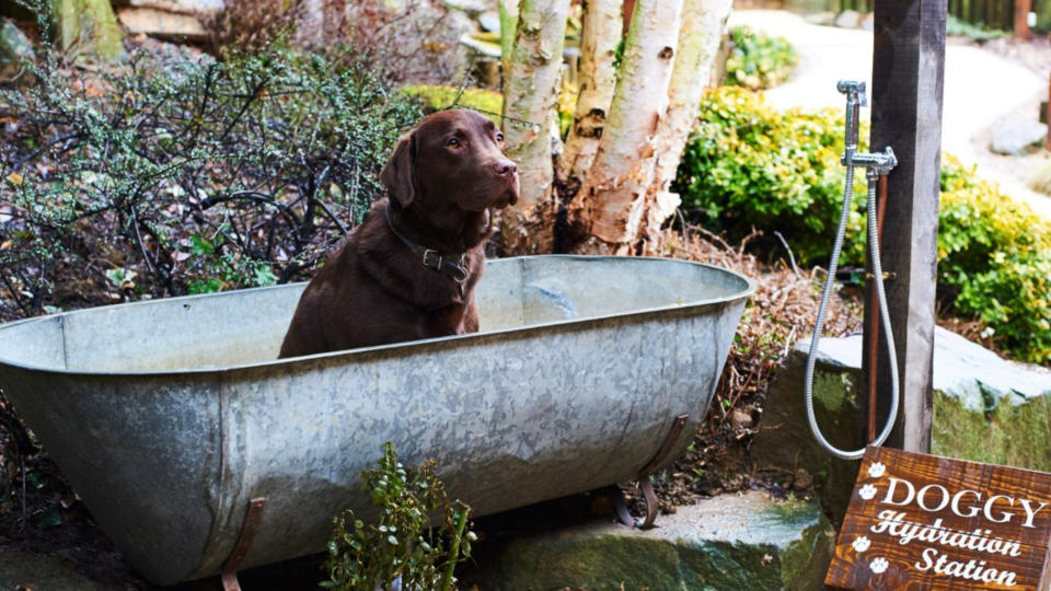 Dog in tin bath outside at The Fish Hotel