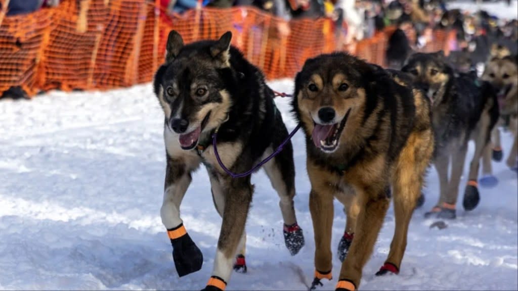 Alaskan husky sled dogs in Alaska during Iditarod 2023.