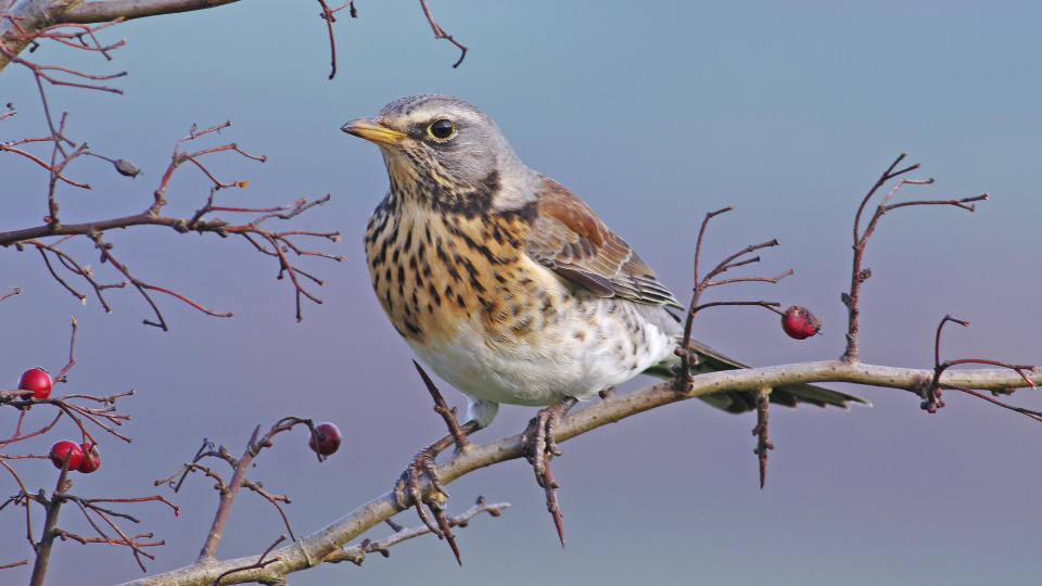 birdwatching