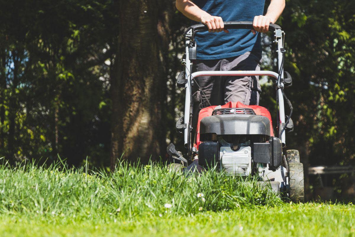 The charity Plantlife is asking people to stop mowing their lawns throughout the month of May as part of the No Mow May campaign <i>(Image: Getty)</i>
