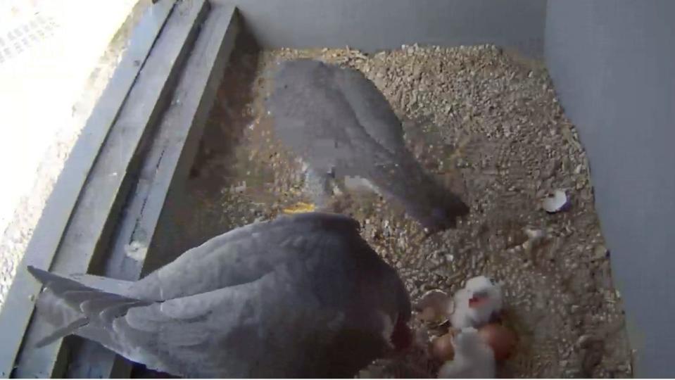 Image shows camera screengrab from inside the nest box with two adults and two white chicks