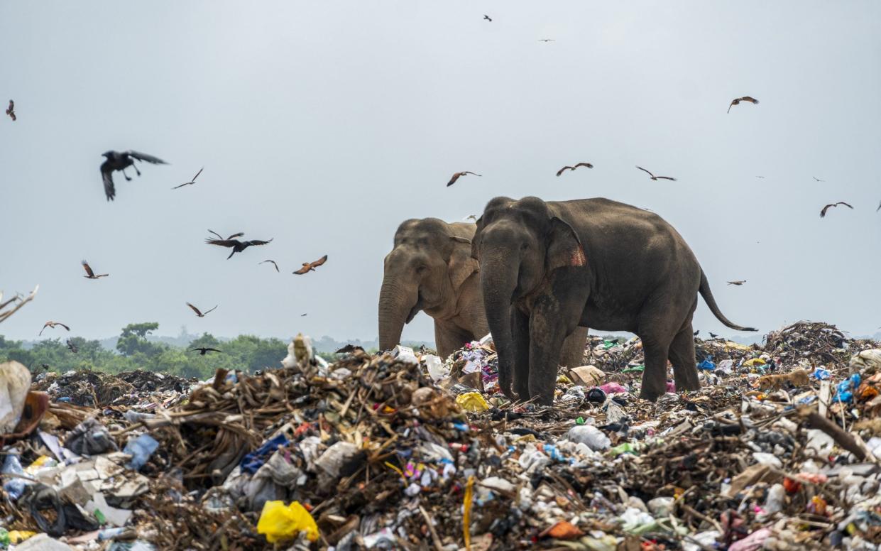 Elephants foraging for food on a refuse facility - Tharmaplan Tilaxan/Cover Images