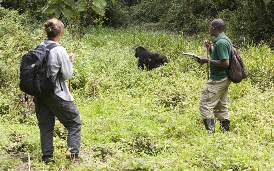 Gorilla trekking in Uganda