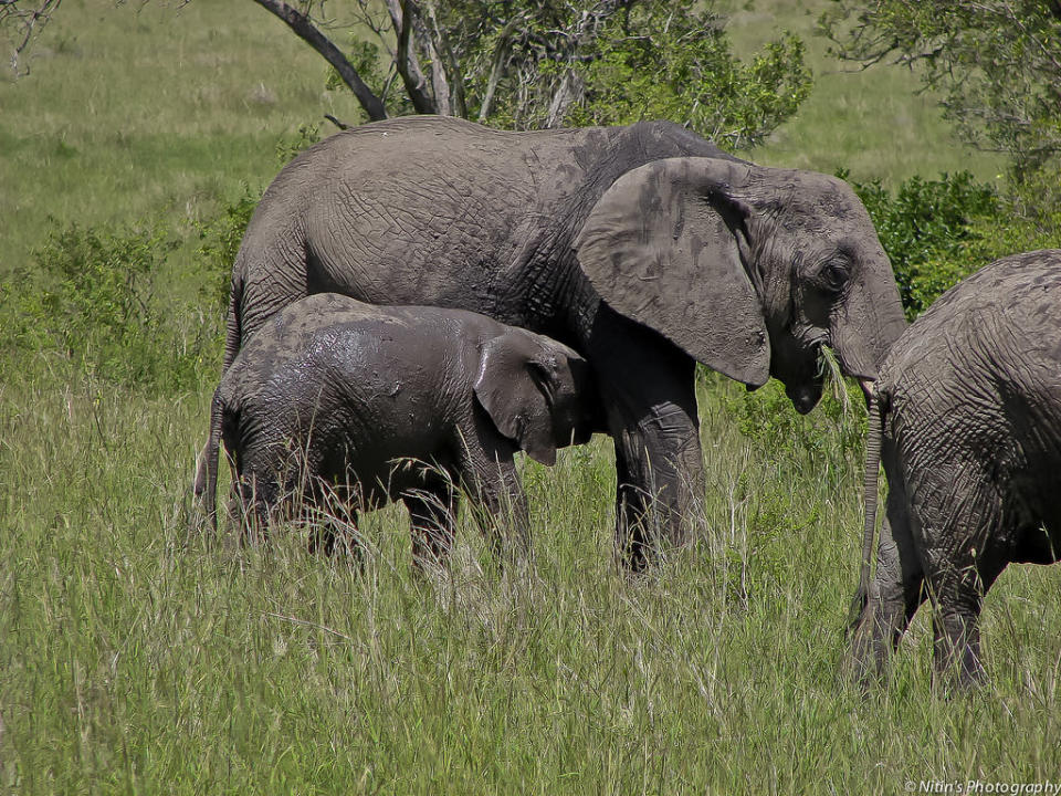 A cow elephant suckles its calf in Maasai Mara. Female African Elephants, unlike Asian Elephants, bear tusks, though they are shorter and smaller than those of the bulls.