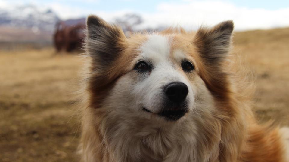 Icelandic Sheepdog standing outside on the farm