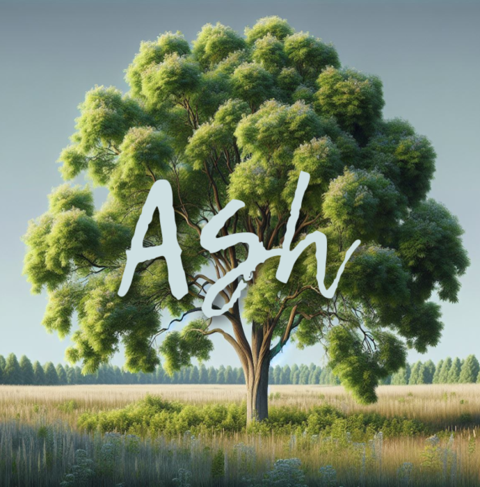 Ash