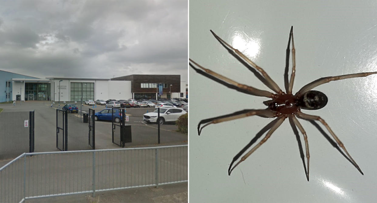Pupils sent home after false widow spider outbreak at school