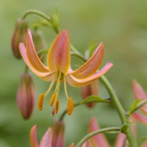 Lilium 'Fairy Morning'