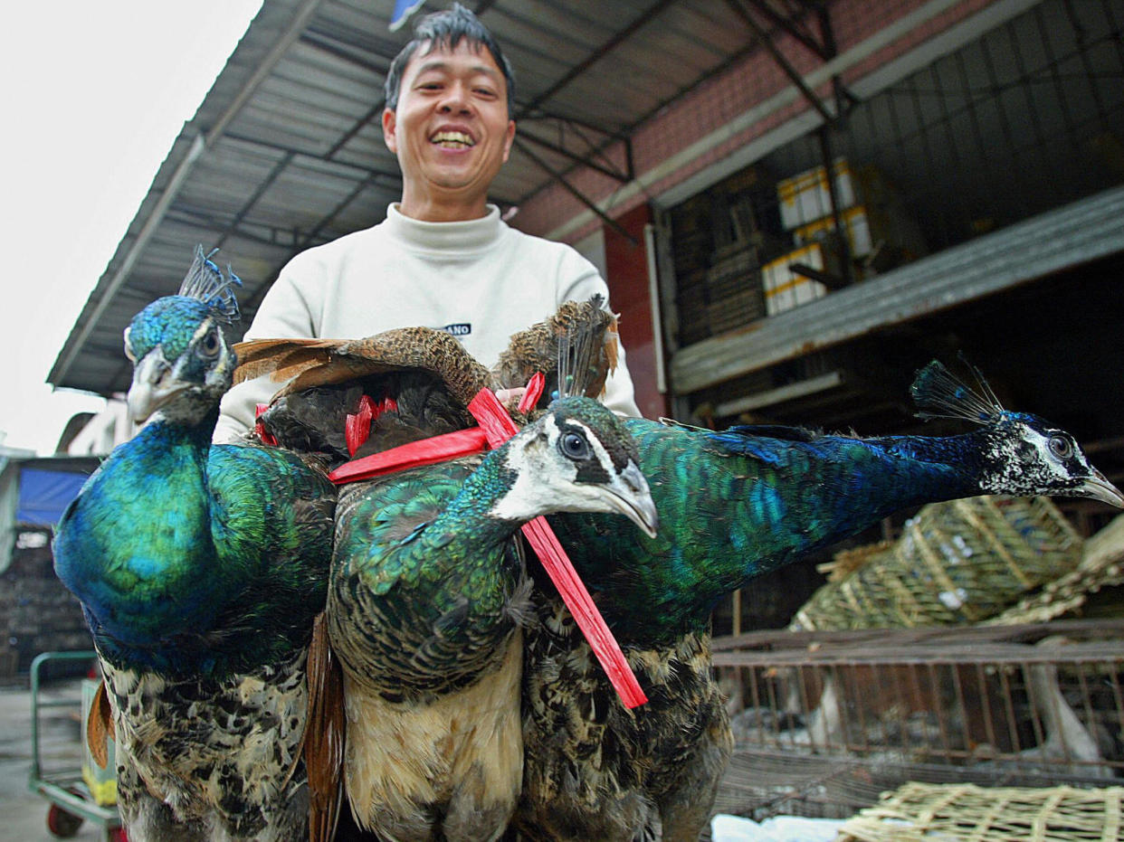 A market vendor in Guangzhou sells three peacocks: AFP via Getty Images