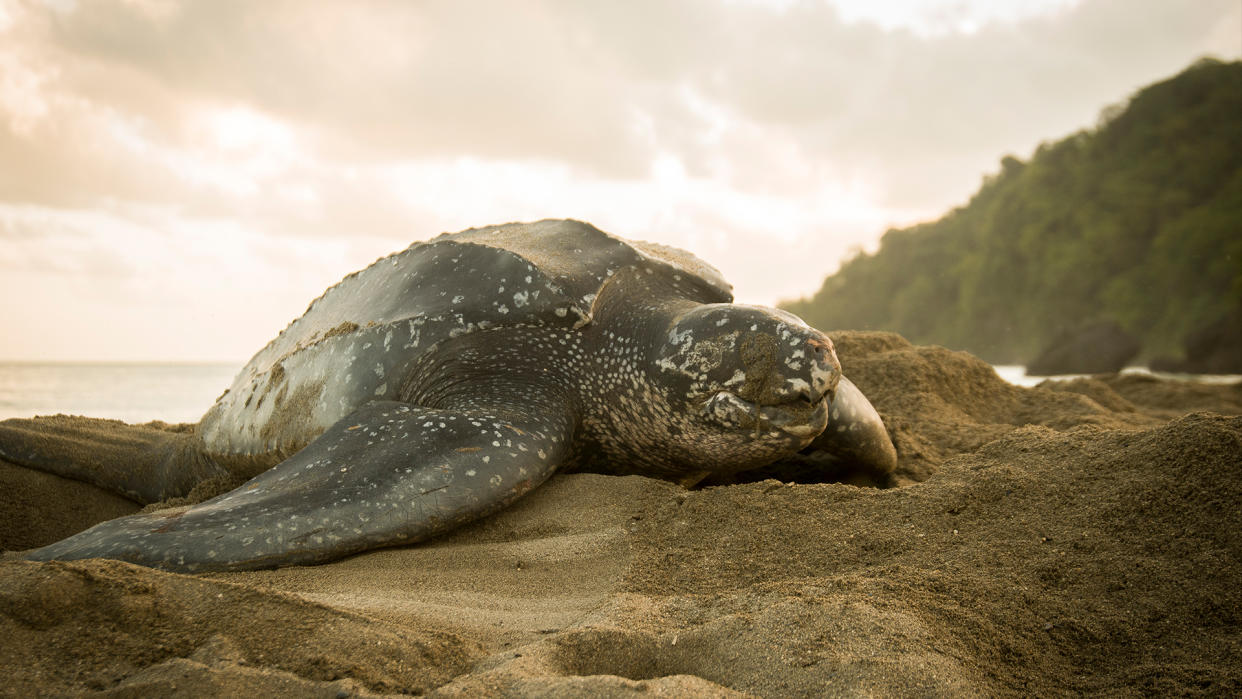  A beautifully detailed image of a leatherback turtle nesting at sunrise on the beach. 