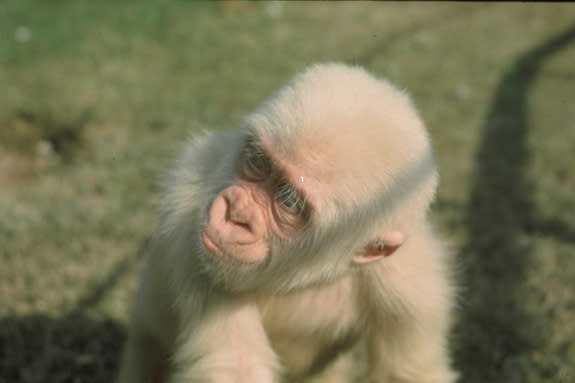 Snowflake the albino gorilla seen here when he was young. Snowflake was born in the wild and captured by villages in Equatorial Guinea in 1966. He lived most of his life at the Barcelona Zoo.