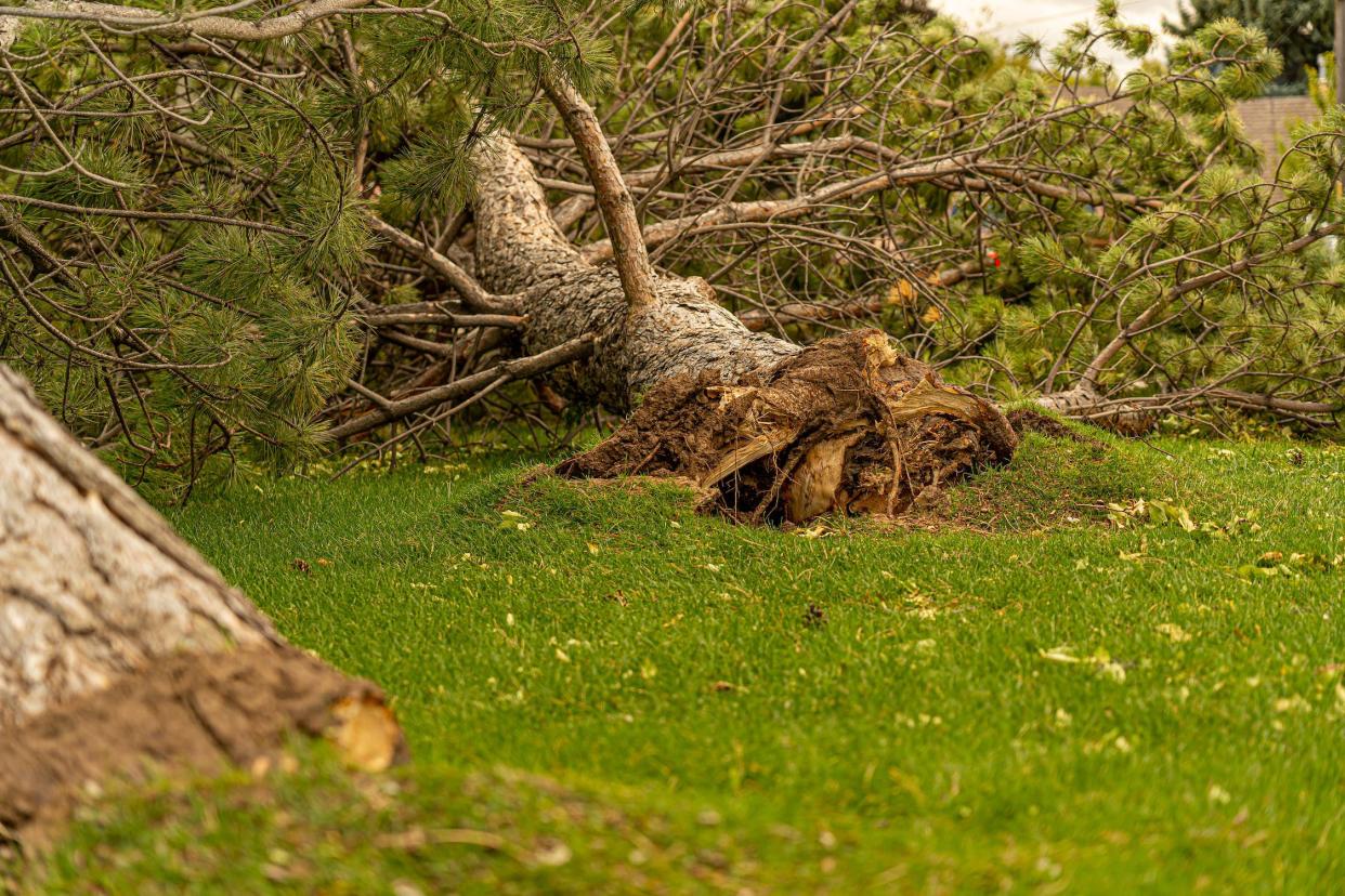 Uprooted tree