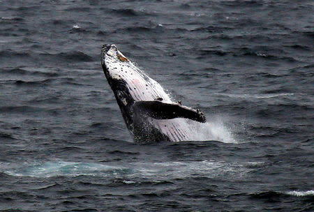 A humpback whale breaches off the coast at Clovelly Beach in Sydney, Australia, June 19, 2016. REUTERS/David Gray/File Photo