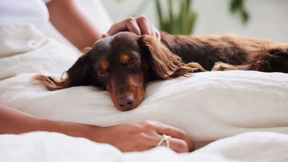 Playing with your dog may not only be good for your pet — it may also benefit your emotional health, according to a new study.  - Goodboy Picture Company/E+/Getty Images