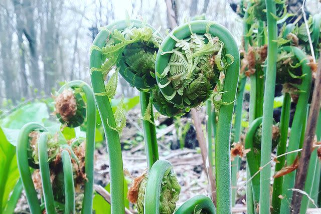 <p>Courtesy of Deep Forest Wild Edible</p> Fiddlehead ferns in New York’s Hudson Valley, where guests forage with chef James O’Neill of Deep Forest Wild Edible.