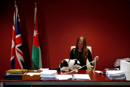Laura Dauban, deputy ambassador of the United Kingdom to Jordan plays with Lawrence of Abdoun, the first diplo-cat to be appointed by the British Embassy in Jordan, at the embassy headquarters in Amman, Jordan, November 15, 2017. REUTERS/Muhammad Hamed