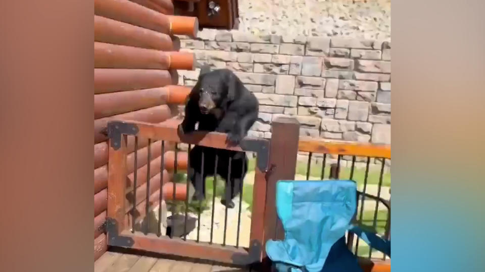 A photo of a bear jumping the gate of a Gatlinburg cabin’s deck. (Joseph Barron)