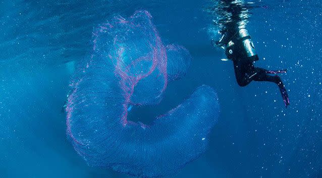 Mr Wink still has no idea what the creature is. Source: ABC Scuba Diving Port Douglas