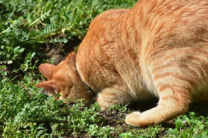 Cats are notorious for ruining gardens by digging up plants and flowers while using the garden as a loo