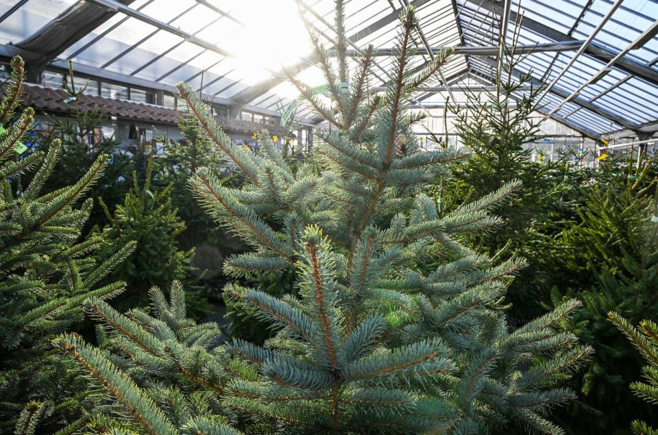 A greenhouse is full of blue spruce trees