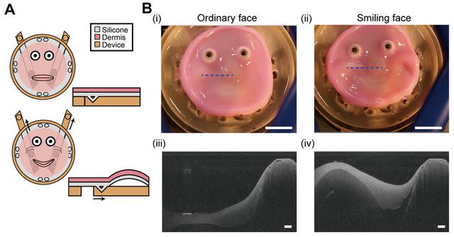 <p>The University of Tokyo</p> Diagram of the creation of 'living' skin