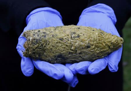 A worker shows off a Giant Panda scat at Edinburgh Zoo, Scotland April 12, 2016. REUTERS/Russell Cheyne