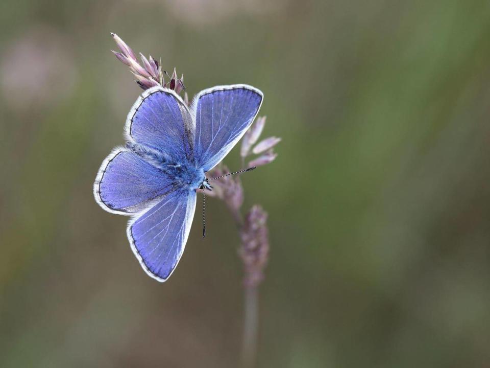 This year's weather conditions have created the right conditions for butterflies to flourish, and the common blue (pictured) is among the species expected to fare particularly well (PA)