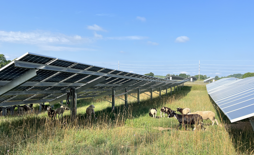 Sheep graze around solar panels at Heritage Sustainable Energy's Michigan Highway 72 array on Aug. 2.