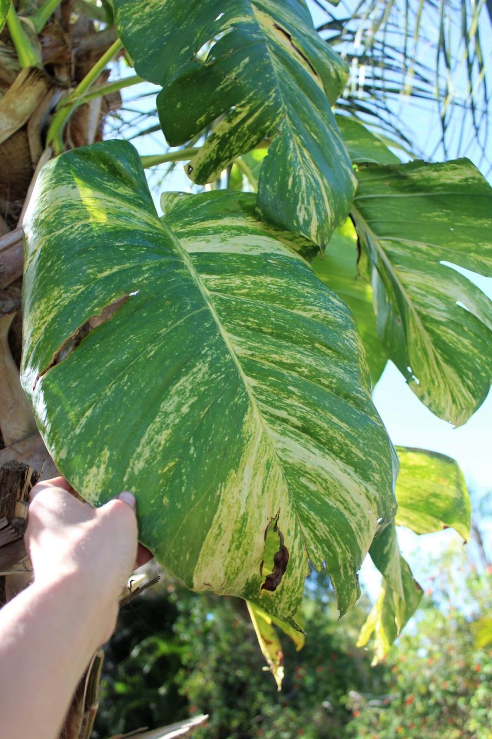 Hawaiian Pothos Plant, oversized leaf