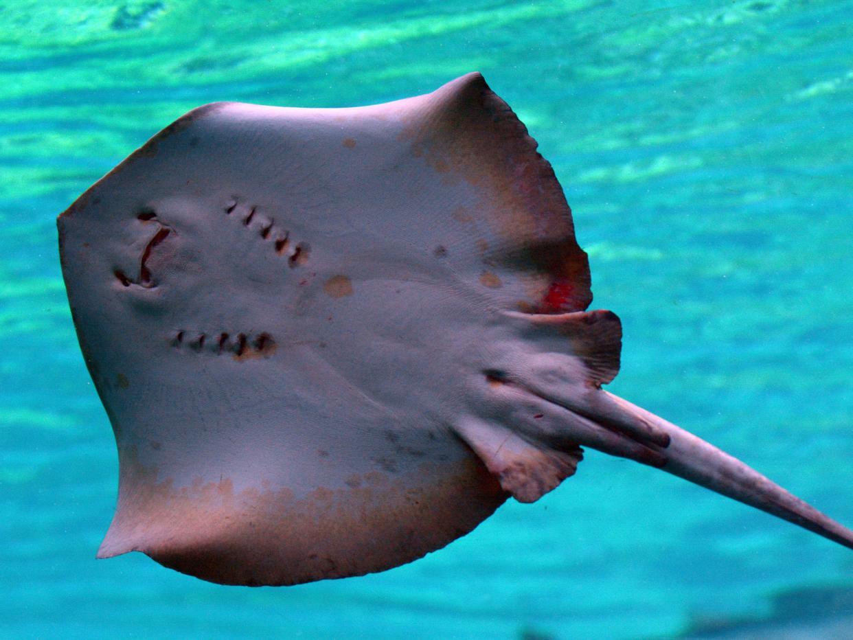 Stingrays have venomous tail spines: Chameleons Eye/REX