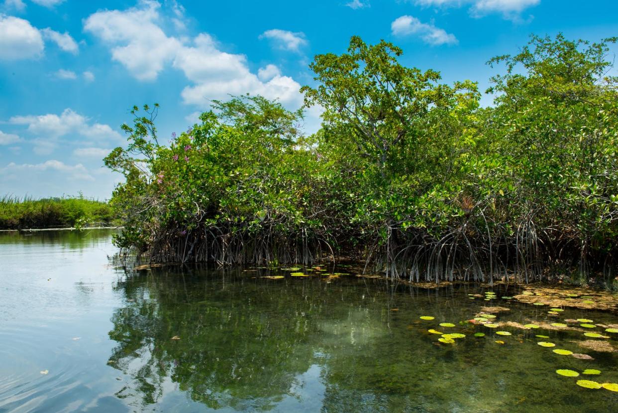 <span class="caption">A stand of red mangroves in the calm, calcium-rich, fresh waters of the San Pedro Mártir River, Tabasco, Mexico.</span> <span class="attribution"><span class="source">Ben Meissner</span>, <a class="link " href="http://creativecommons.org/licenses/by-nd/4.0/" rel="nofollow noopener" target="_blank" data-ylk="slk:CC BY-ND;elm:context_link;itc:0;sec:content-canvas">CC BY-ND</a></span>