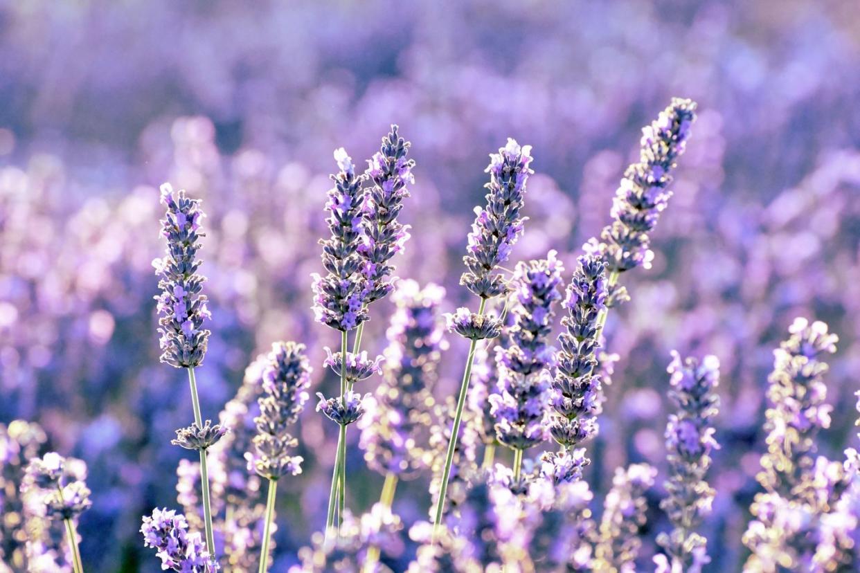 how to grow lavender