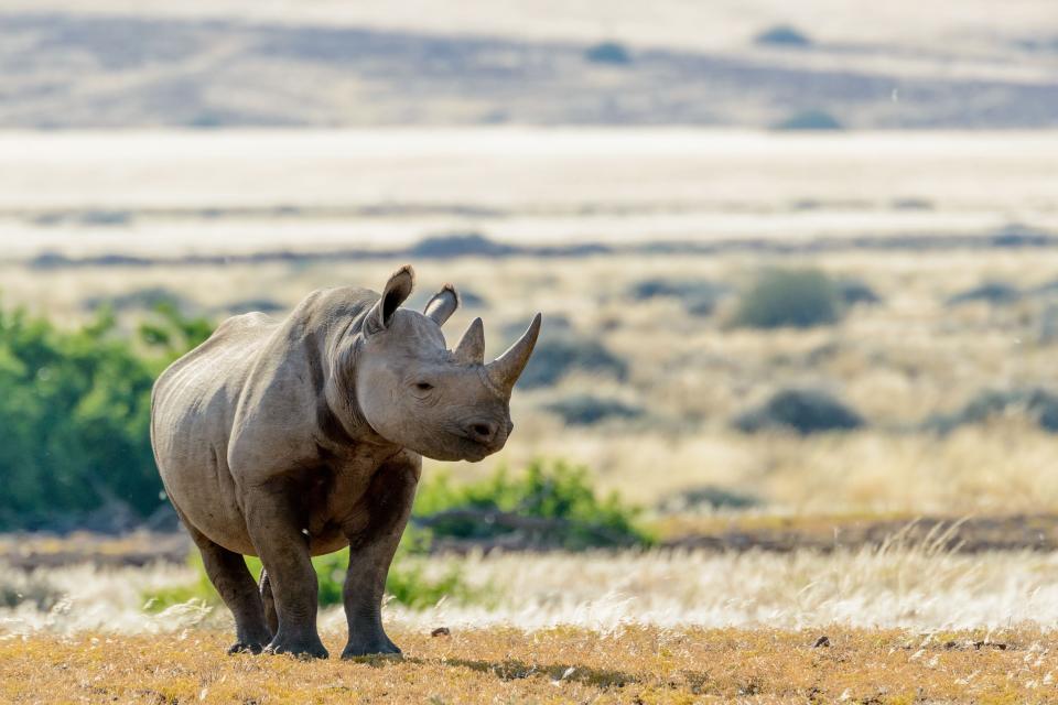 Namibia is home to about half of the planet's remaining black rhinos. The country is allowed to issue five permits annually to people hoping to hunt one of the rare animals. (Photo: Education Images via Getty Images)