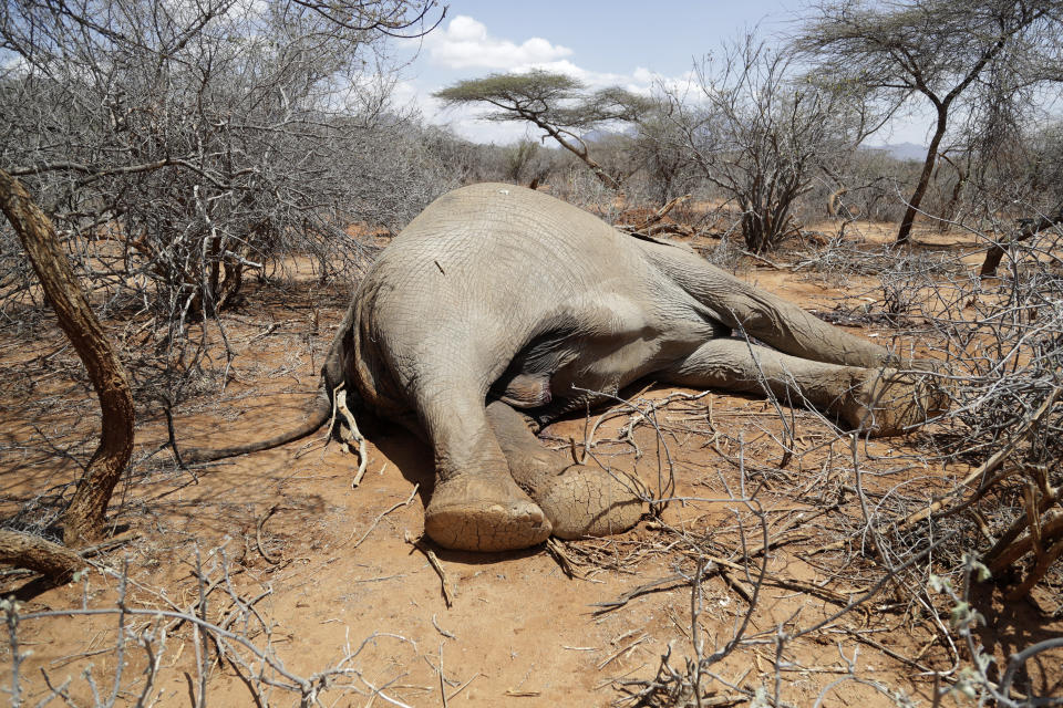 An elephant, that was killed by Kenya Wildlife Service rangers after it killed a woman as it was looking for water and food amid the drought, lies in Loolkuniyani, Samburu County in Kenya on Tuesday, Oct. 16, 2022. Hundreds of animals have died in Kenyan wildlife preserves during East Africa's worst drought in decades, according to a report released Friday, Nov. 4, 2022. (AP Photo/Brian Inganga)