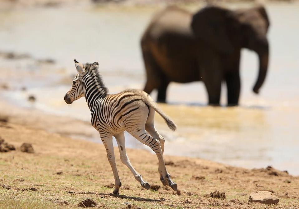 A zebra foal carouses near its herd at a waterhole in Addo National Park in Addo, South Africa.