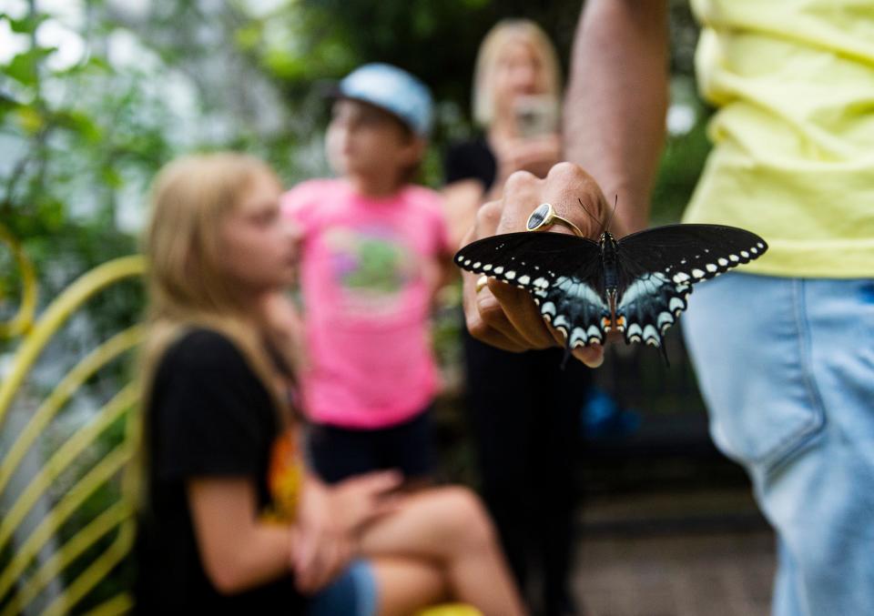 Carleigh March, an educator at the Florida Native Butterfly Society’s butterfly house in Fort Myers releases butterflies on Friday, July 28, 2023. The Florida Native Butterfly Society’s butterfly house closed on Friday.