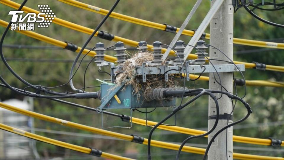 鳥類在電桿上起厝，易出現鐵絲等導電物質。（圖／TVBS）