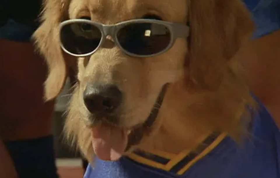 A golden retriever wearing sunglasses