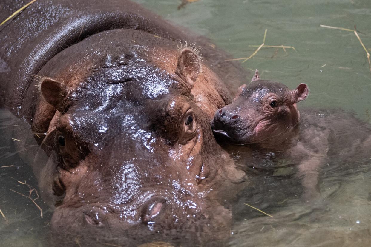 bibi the hippo