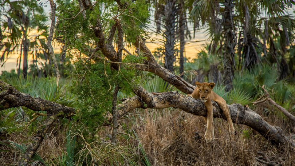 A lion lounges on a tree in Gorongosa National Park. - Gorongosa Media