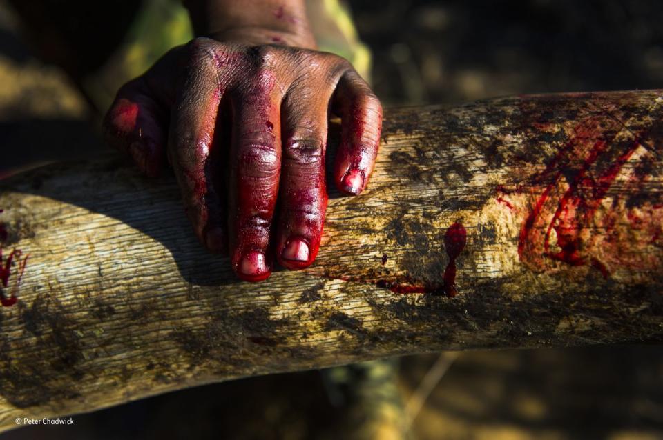 <p>In einem geschützten Gebiet von Zululand, KwaZulu – Natal, Südafrika, hält die blutige Hand eines Rangers einen Elfenbeinzahn, der mit Blut eines afrikanischen Elefanten bedeckt ist. Der Bulle musste wegen einer schweren Stoßzahn-Infektion, die nicht behandelt werden konnte, getötet werden. Die Stoßzähne wurden entfernt und an einen sicheren Ort gebracht, wo sie in Einklang mit den Vorschriften sorfältig katalogisiert werden.<br> (Wildlife Photographer of the Year) </p>