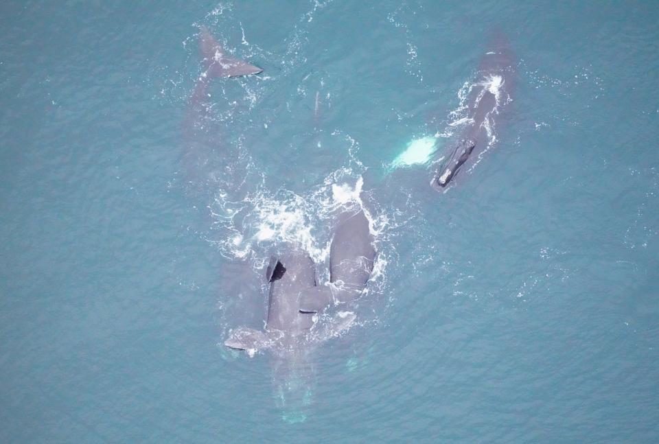 A female North Atlantic right whale named Bocce appears belly up in a surface active group on Feb. 12 in southern New England waters.