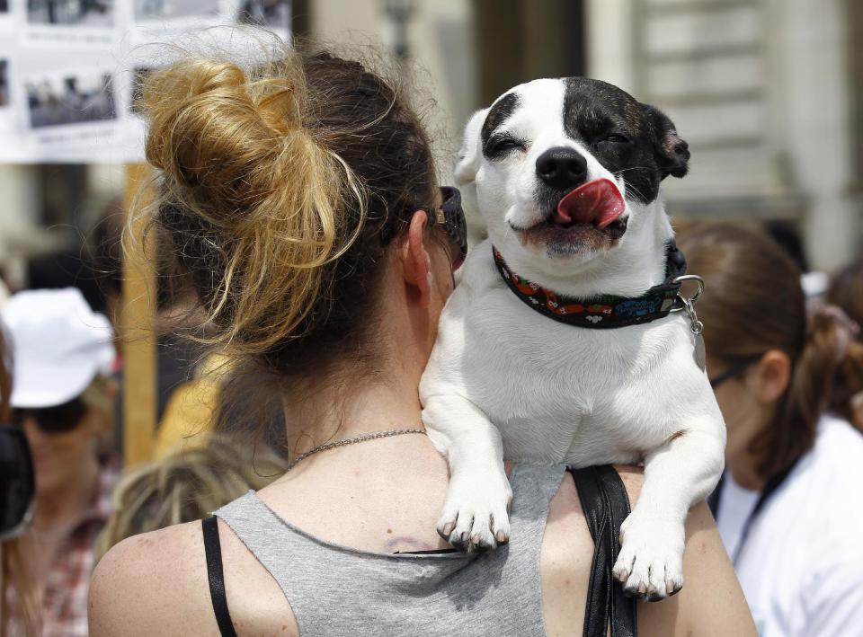 Five year old Peuki on the shoulders of her owner as she marches toward the Tuileries Gardens, in Paris, Saturday June 8, 2013. At least 100 pooches with owners in tow, holding leashes marched near the Louvre at a demonstration to demand more park space and access to public transport for the four-legged friends. (AP Photo/Remy de la Mauviniere)