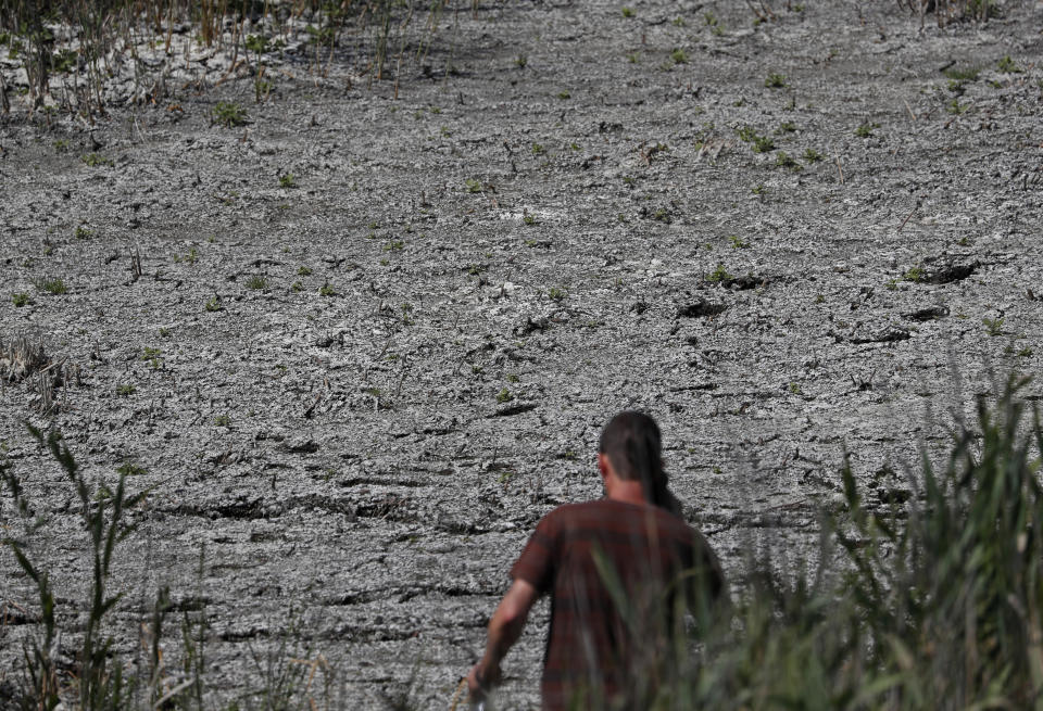 A man walks the dried up part of Lake Velence in Agard, Hungary, Sunday, Aug. 8, 2021. Activists and environmental experts in Hungary say the effects of climate change and insufficient infrastructure are colliding to threaten the country’s third largest natural lake with an economic and ecological crisis. Lake Velence has lost nearly half of its water in the last two years as hot, dry summers have led to increased evaporation and deteriorating water quality. (AP Photo/Laszlo Balogh)