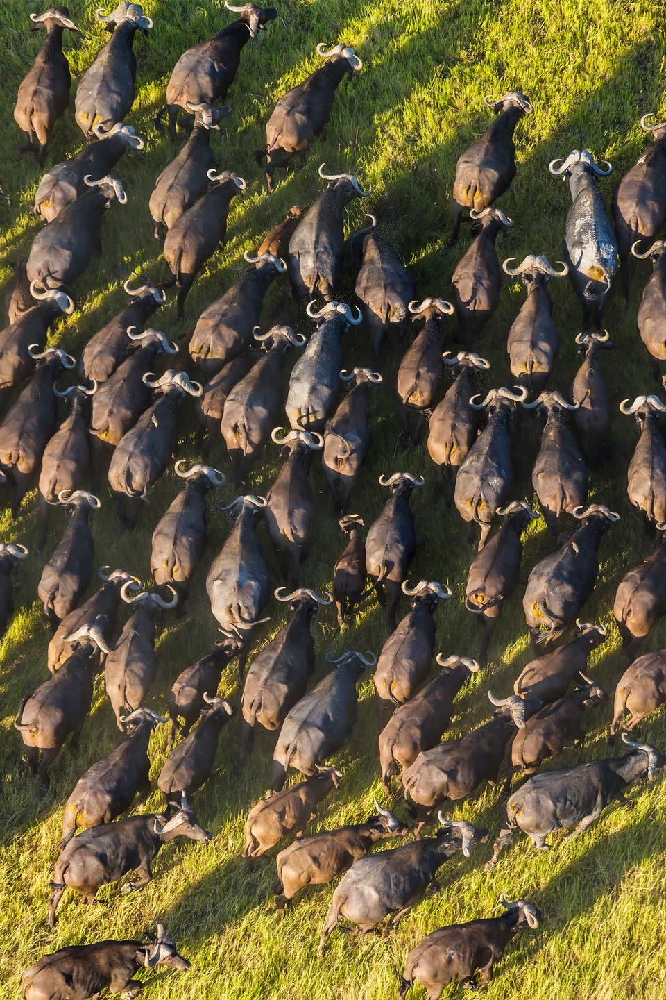 <p>Researchers have noted that African buffalo herds practice voting. The process only involves adult females, and it all takes place with physical cues. It happens when individual buffaloes register their travel preferences by standing up, looking in one direction, and then lying back down.</p>
