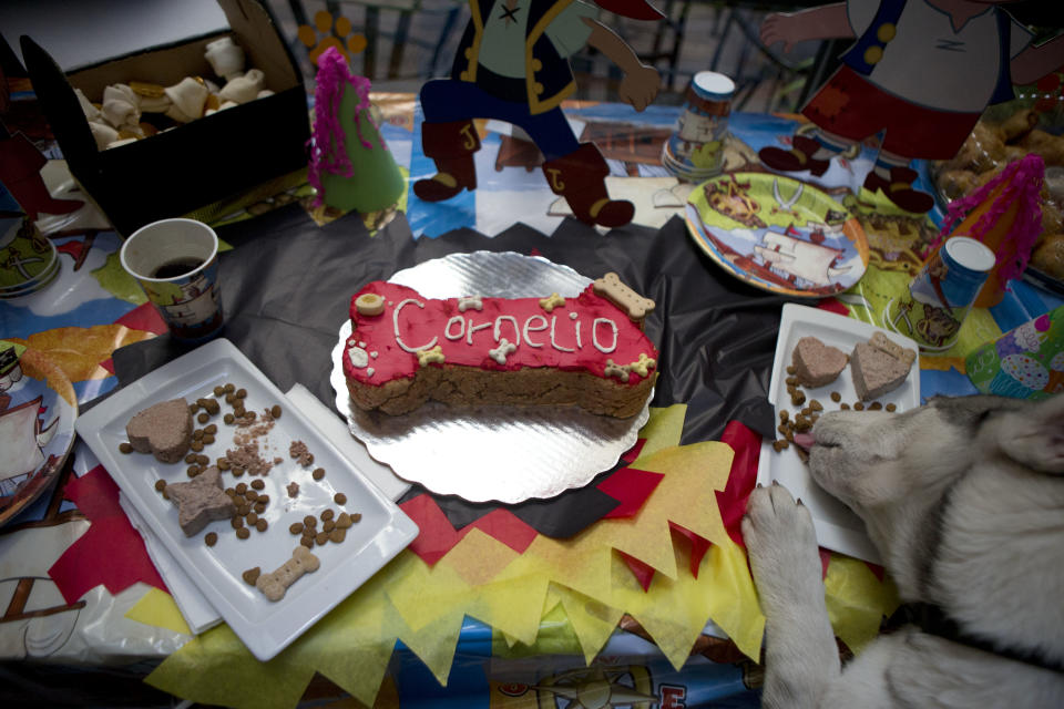 In this Thursday, April 10, 2014 photo, a canine guest helps himself from the table at a birthday for one-year-old bulldog Cornelio, at the Pet Central spa in Mexico City. 'We're seeing the growth of this idea in which a dog is an alternative to children,' said Raul Valadez Azua, a paleozoologist at the National Autonomous University in Mexico City. (AP Photo/Rebecca Blackwell)