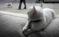 A cat watches as a dog walks past the cat cafe in New York April 23, 2014. The cat cafe is a pop-up promotional cafe that features cats and beverages in the Bowery section of Manhattan.