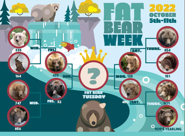 Fat Bear Week 2022 has a winner: 747 is champ again - The Washington Post