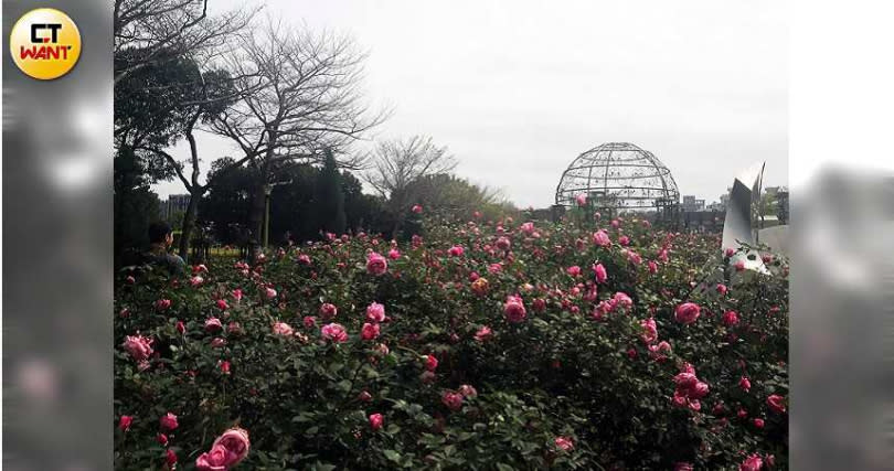 「臺北玫瑰園」玫瑰盛放，讓人彷彿置身異國。